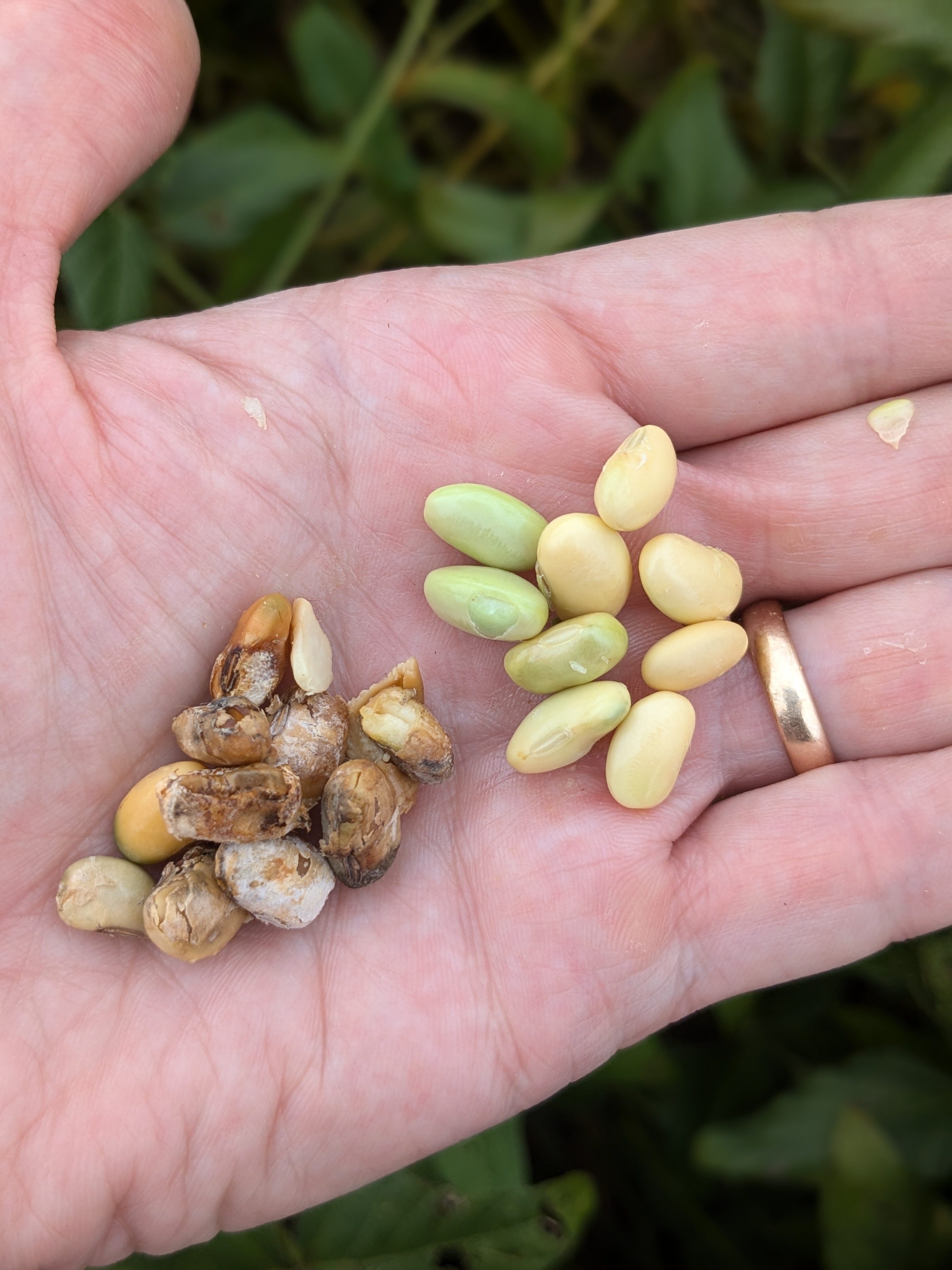 Hurricane Francine Caps Off Rainy Period, Causes Seed Damage in Louisiana Soybean